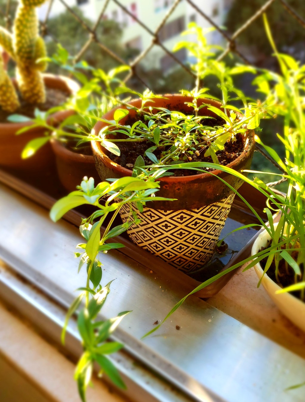 Growing in Plain&nbsp;sight