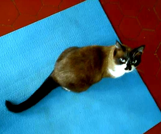 Ludovica and the Art of&nbsp;Yoga